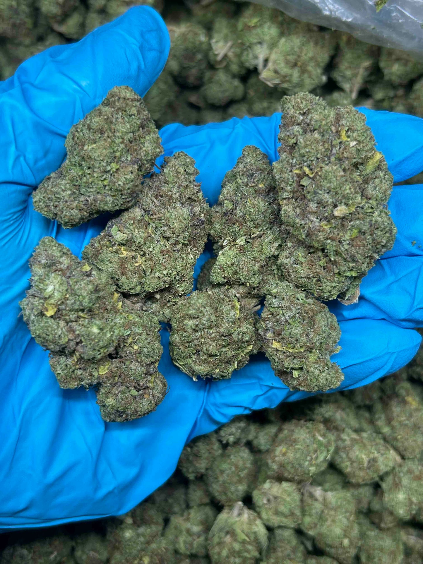 THCa flower bulk
