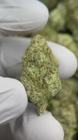 Lemon Cherry Gelato